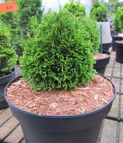 Thuja occidentalis Maks 1